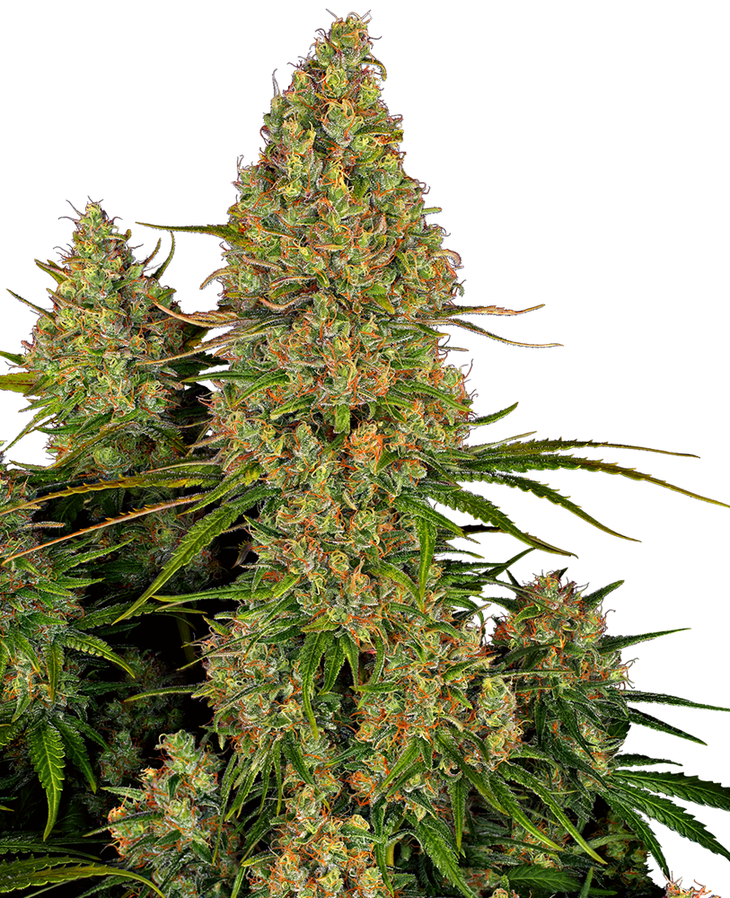 An image of Sticky Orange XXL Automatic