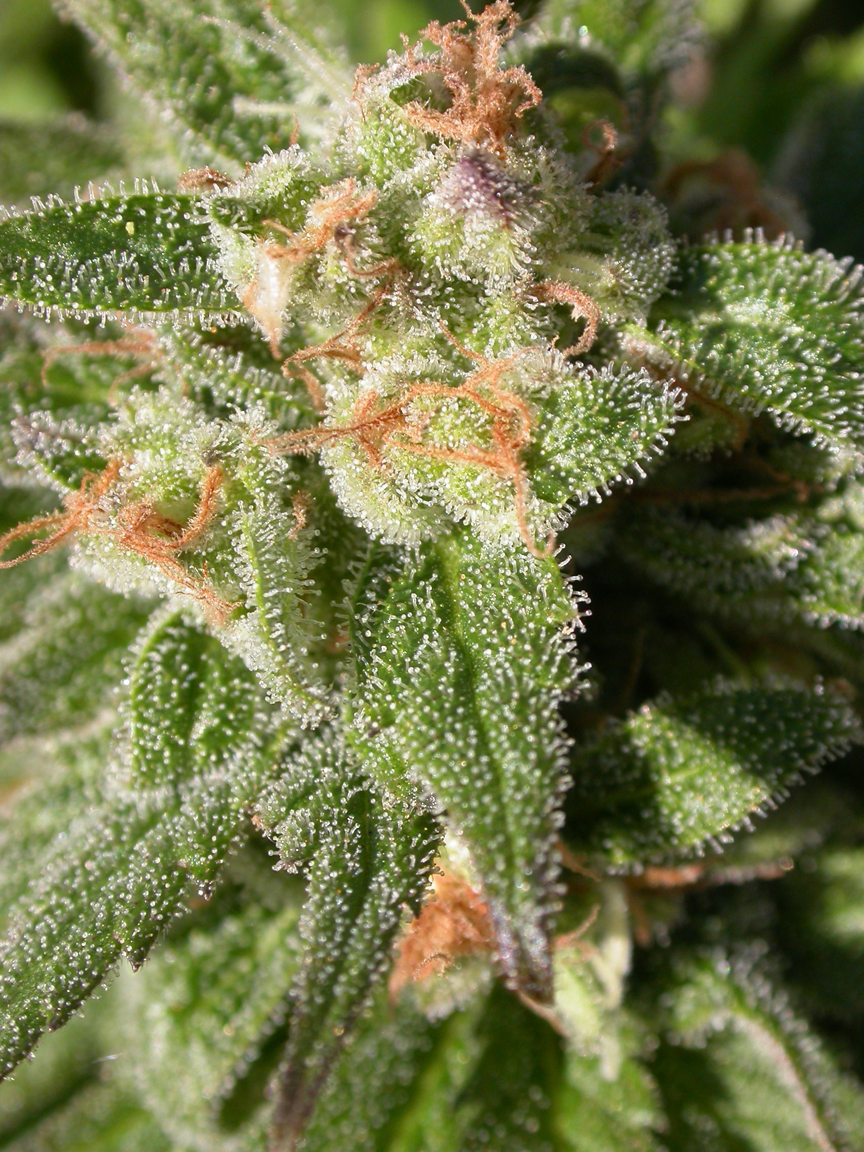An image of CBD Warlock