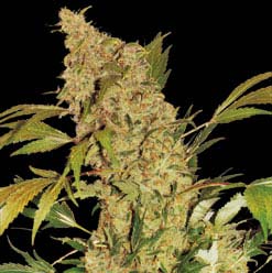 An image of Chronic