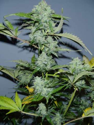 An image of White Russian Autoflowering #1