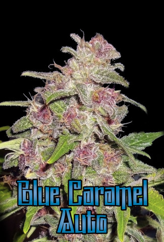 An image of Blue Caramel Auto
