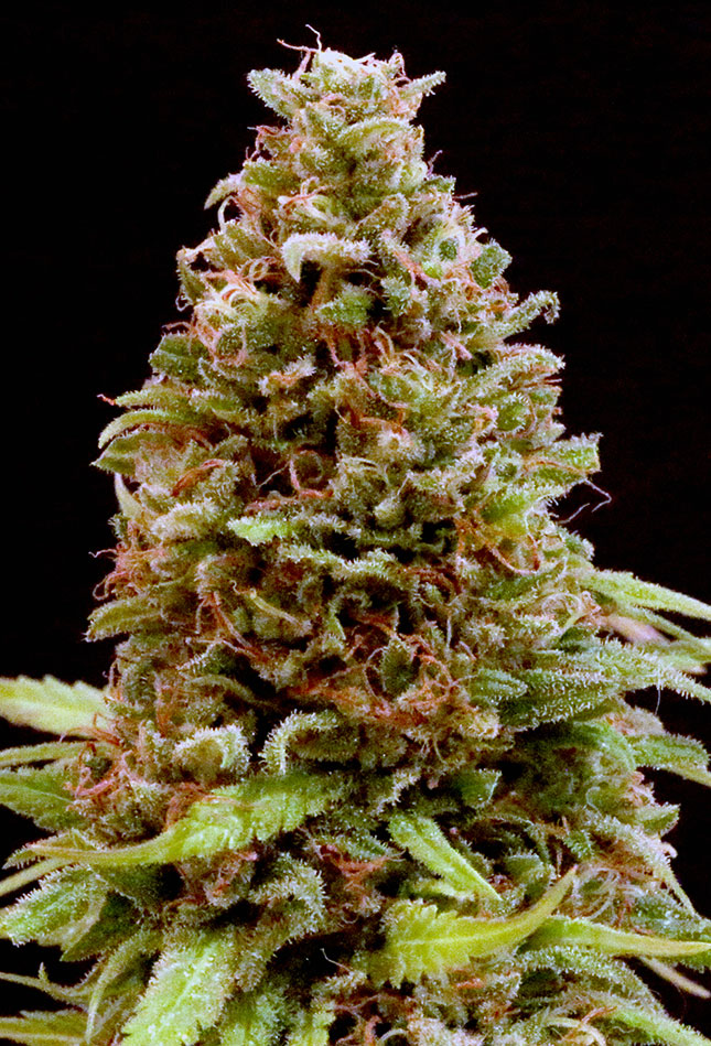 An image of CBD #11