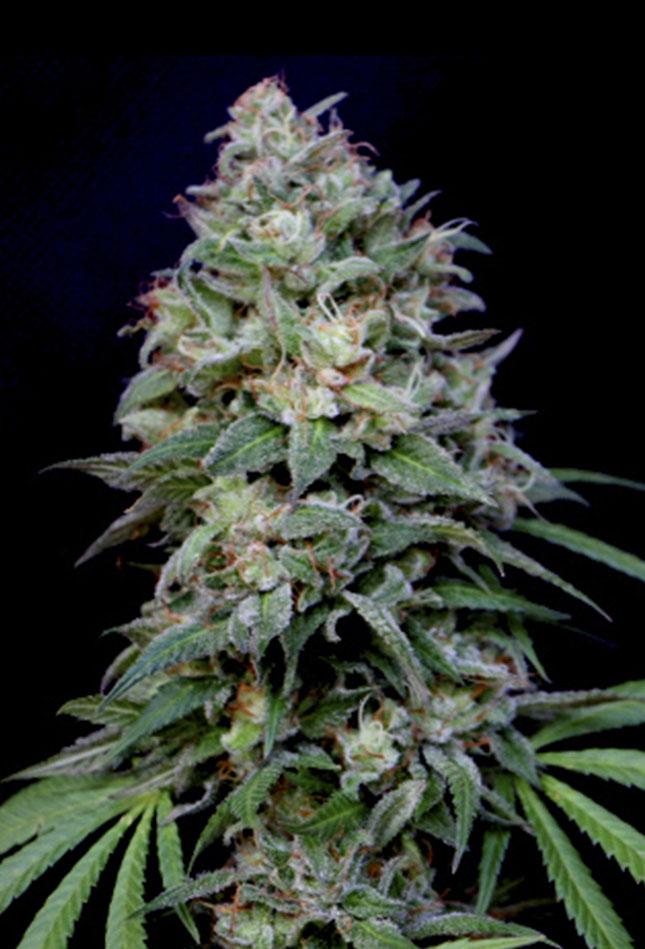 An image of Knockout
