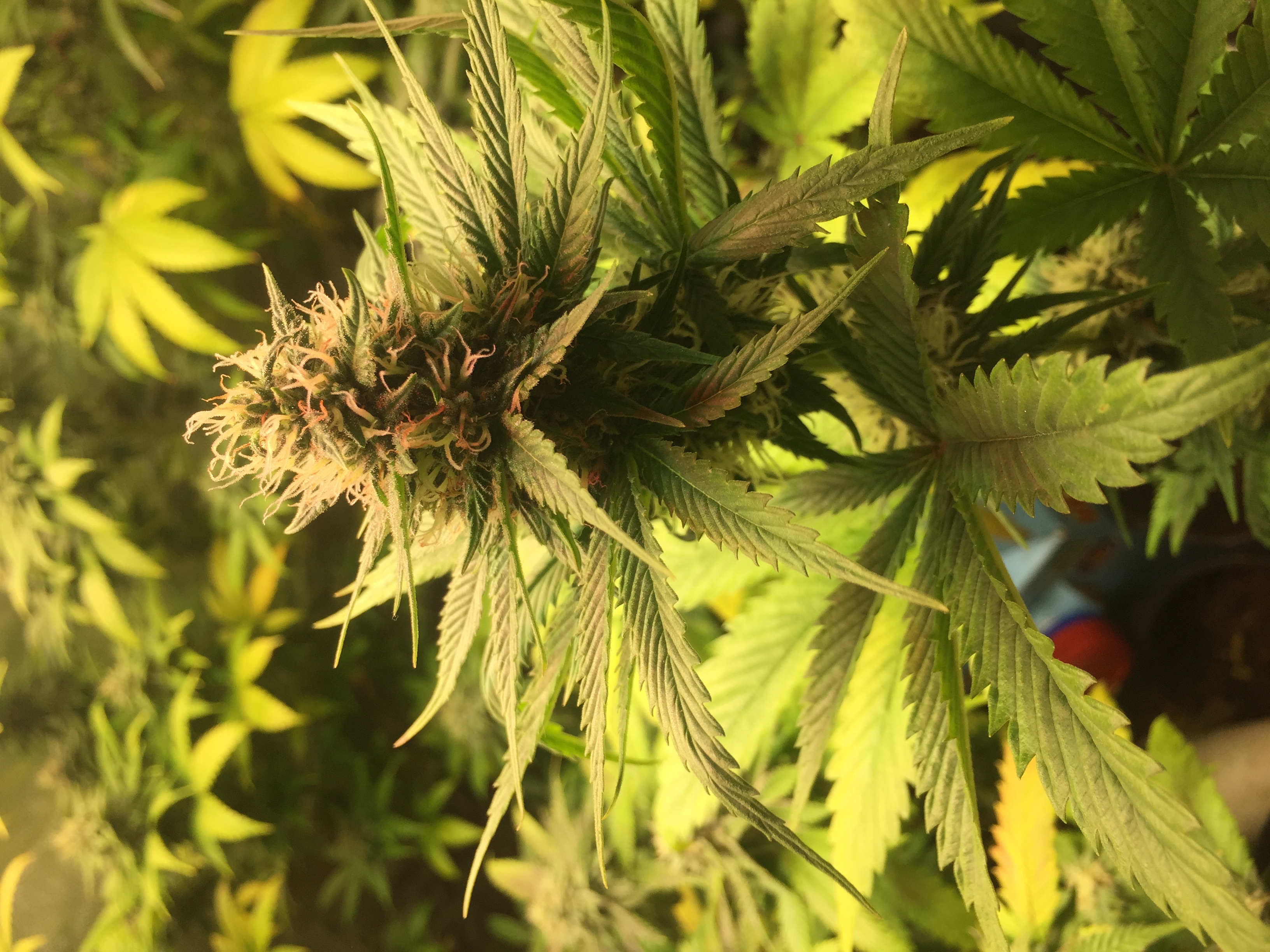 An image of Bubbacream2
