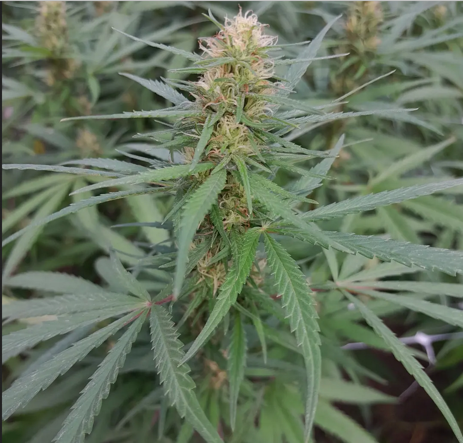 An image of  Nina's Haze 
