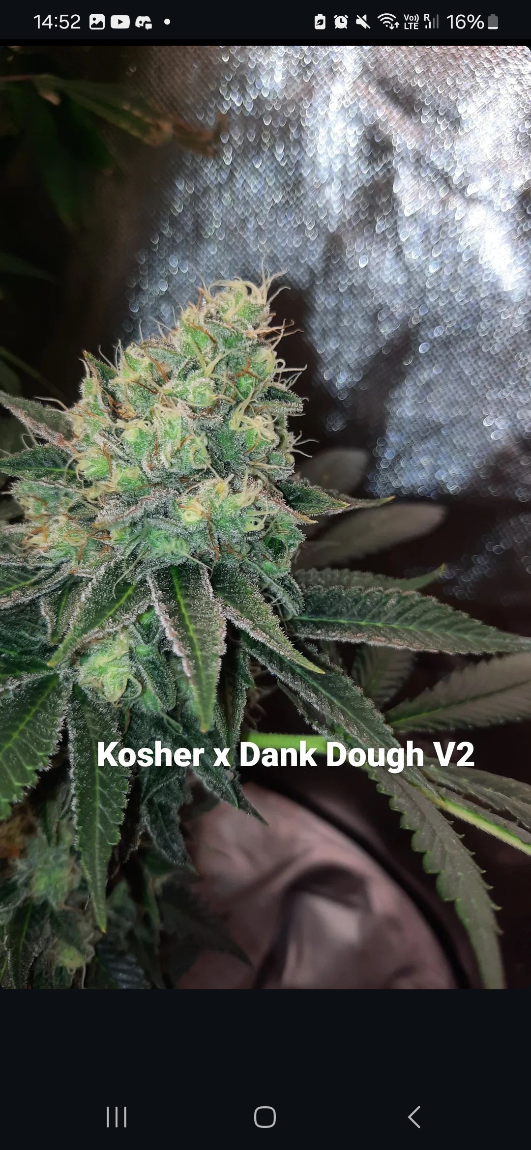 An image of Kosher x Dank Dough