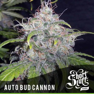 An image of Auto Bud Cannon