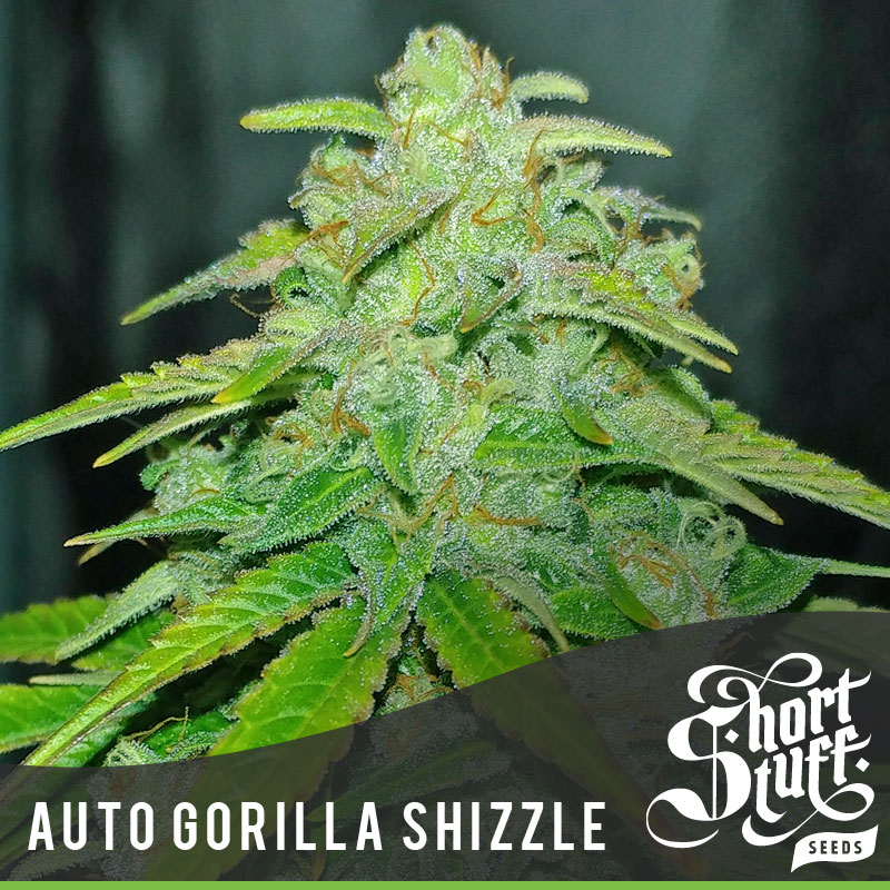 An image of Auto Gorilla Shizzle