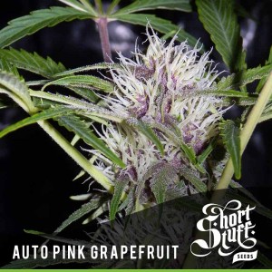 An image of Auto Pink Grapefruit