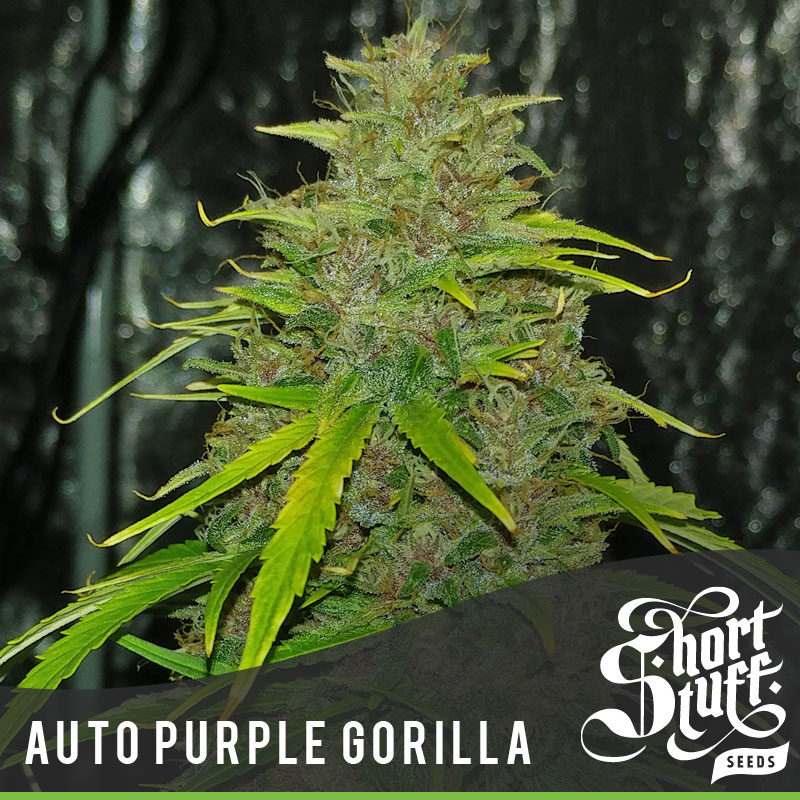 An image of Auto Purple Gorilla