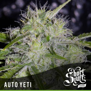 An image of Auto Yeti