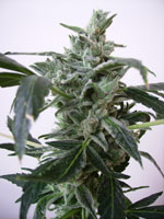 An image of Blue Himalaya