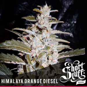 An image of Himalaya Orange Diesel
