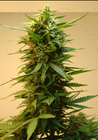 An image of Onyx
