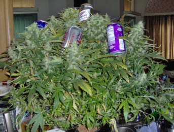 An image of Russian Rocket Fuel