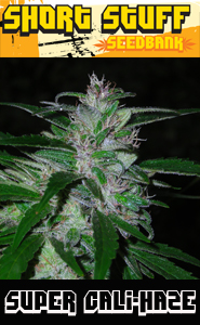 An image of Super Cali Haze