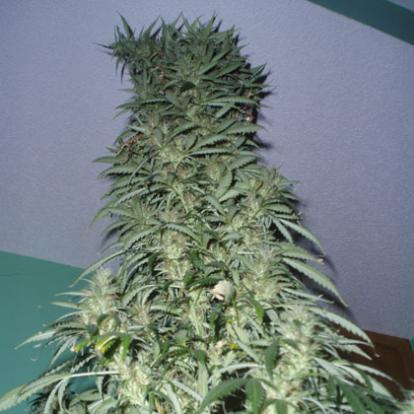 An image of Super Stinky
