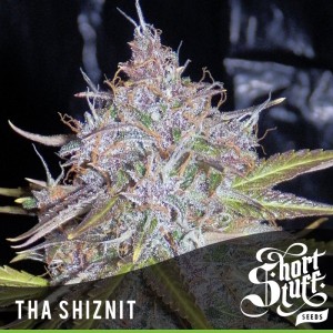 An image of Tha Shiznit