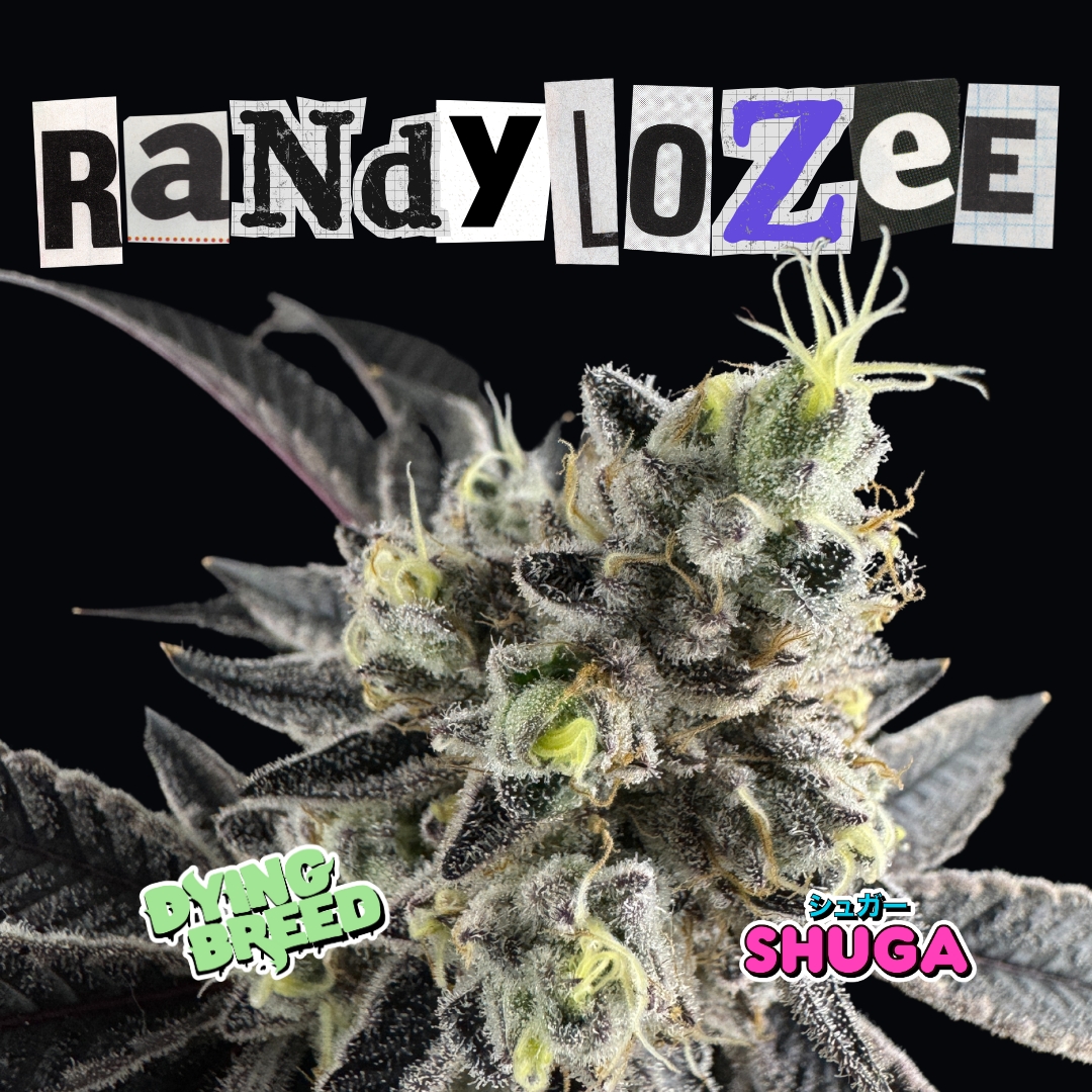 An image of Randylozee