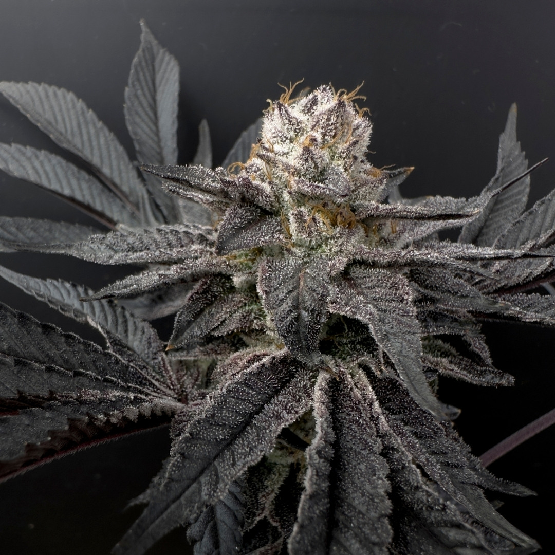 An image of Grinch’s Breath