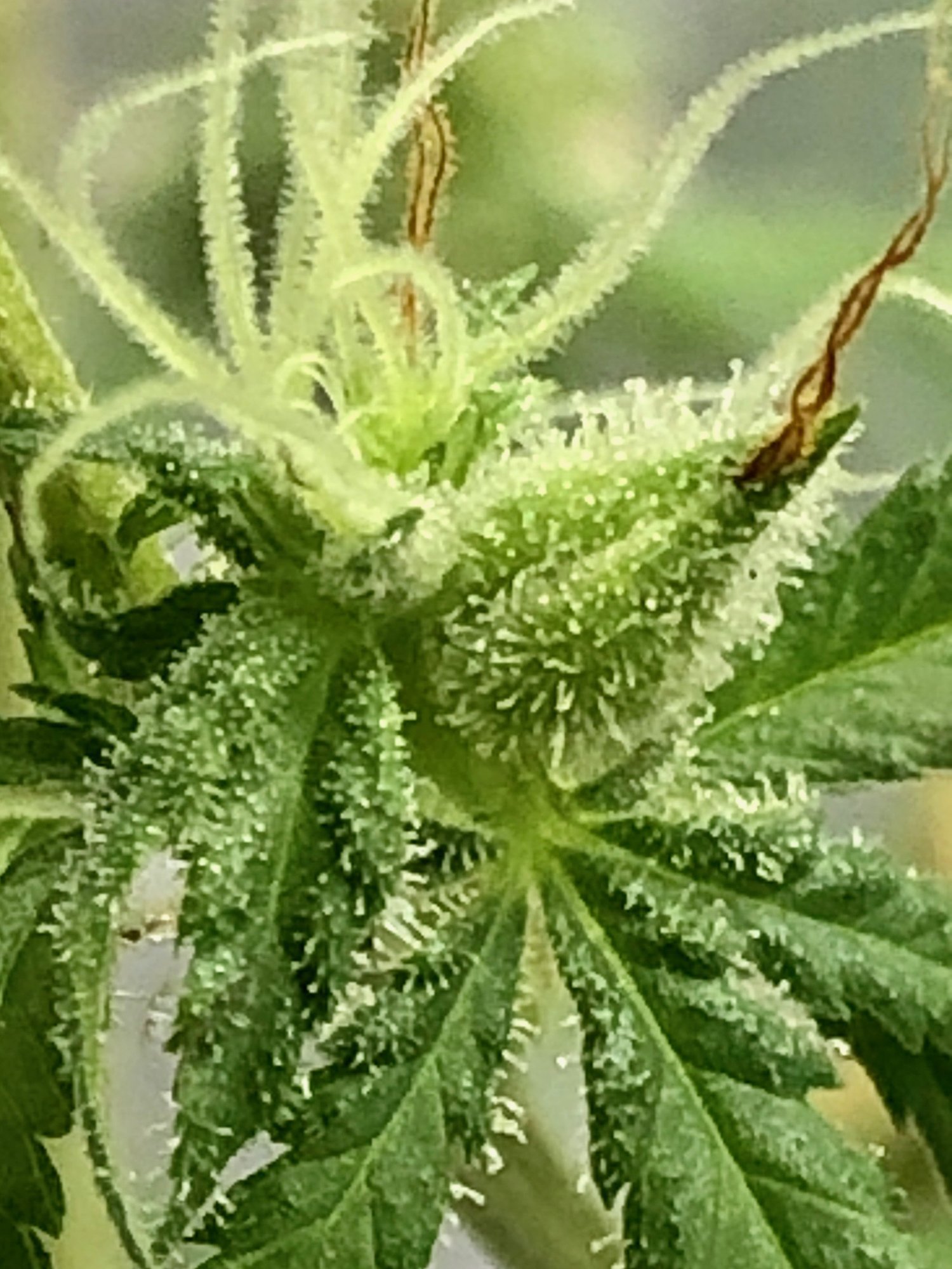 An image of C.C.'s Afghani Hashplant