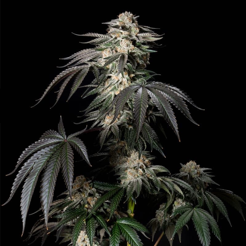 An image of Mint Candy