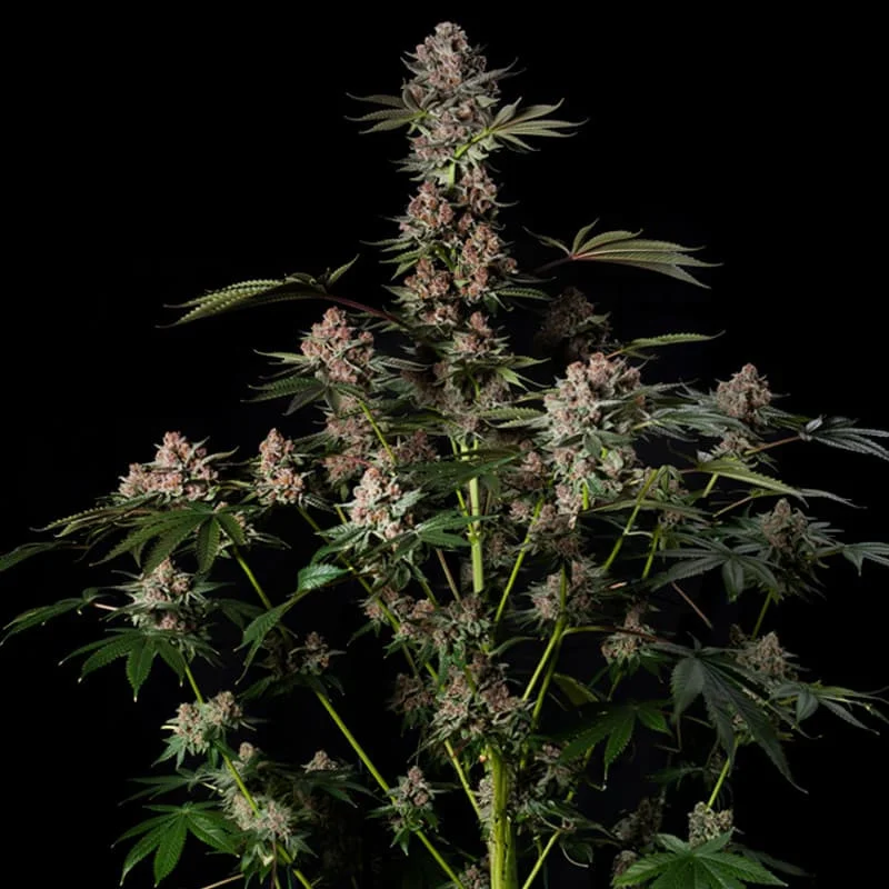 An image of Tropical Jam