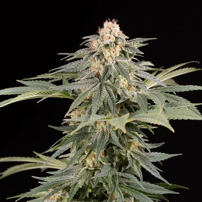 An image of Lemon Tree Fast