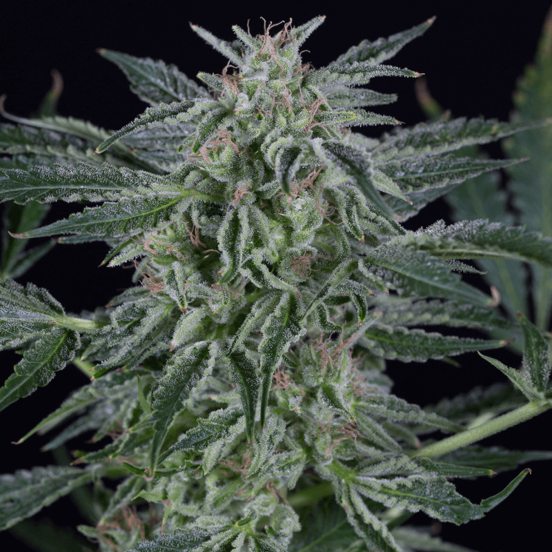 An image of Critical Jack Auto