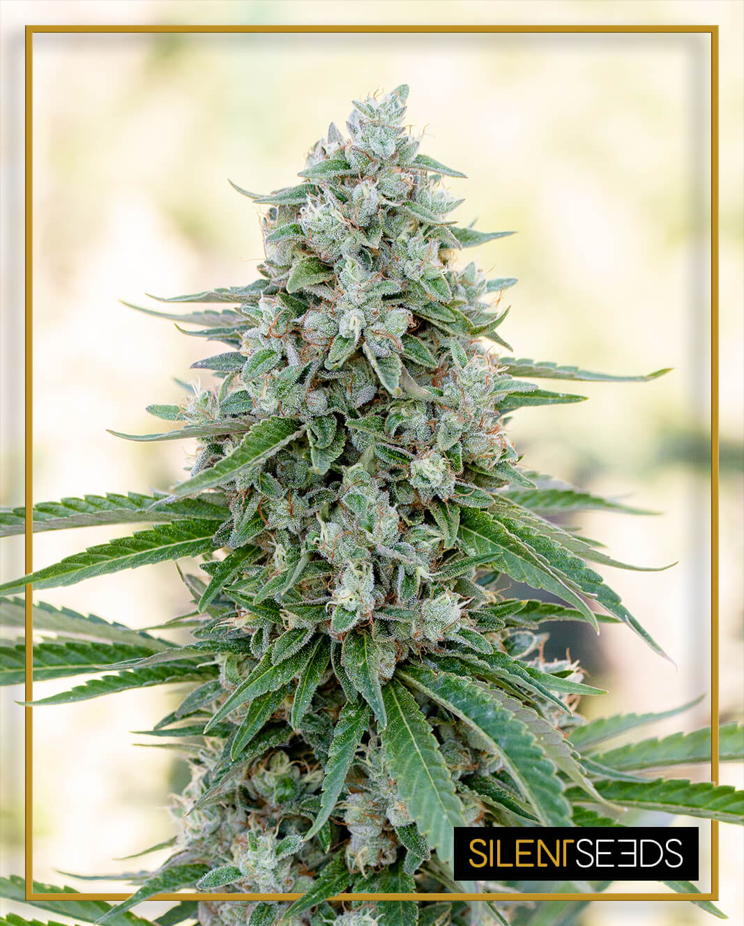An image of Critical Mango