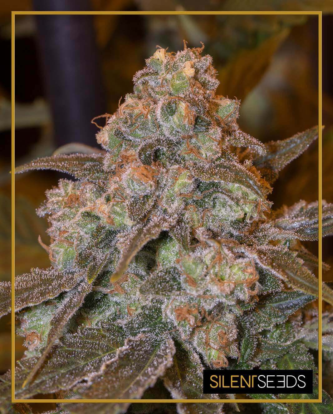 An image of Gorilla Frost