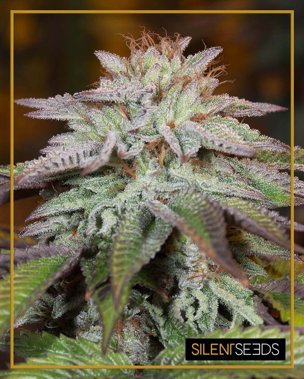 An image of  L.A. Vanilla Cake Auto