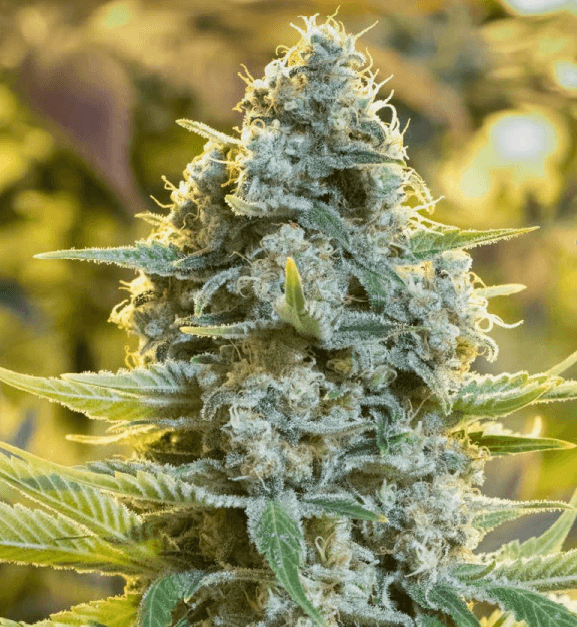 An image of Moby Dick