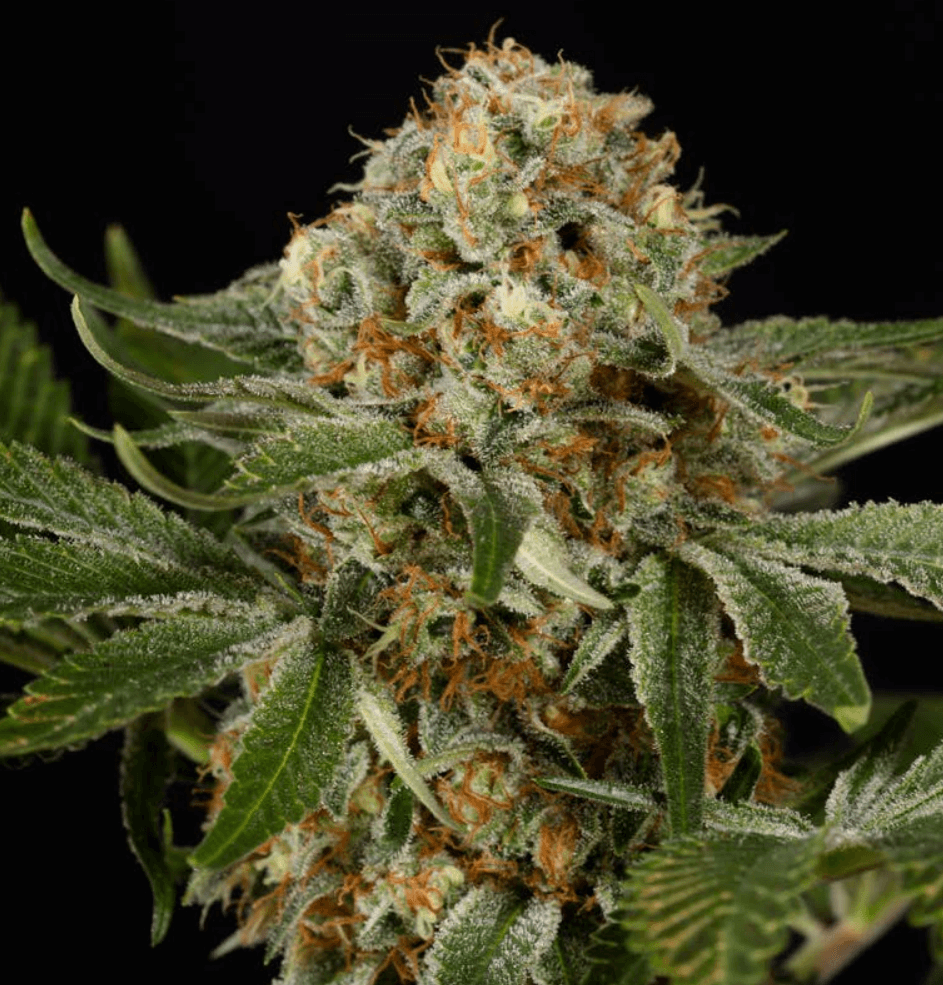 An image of OG Kush