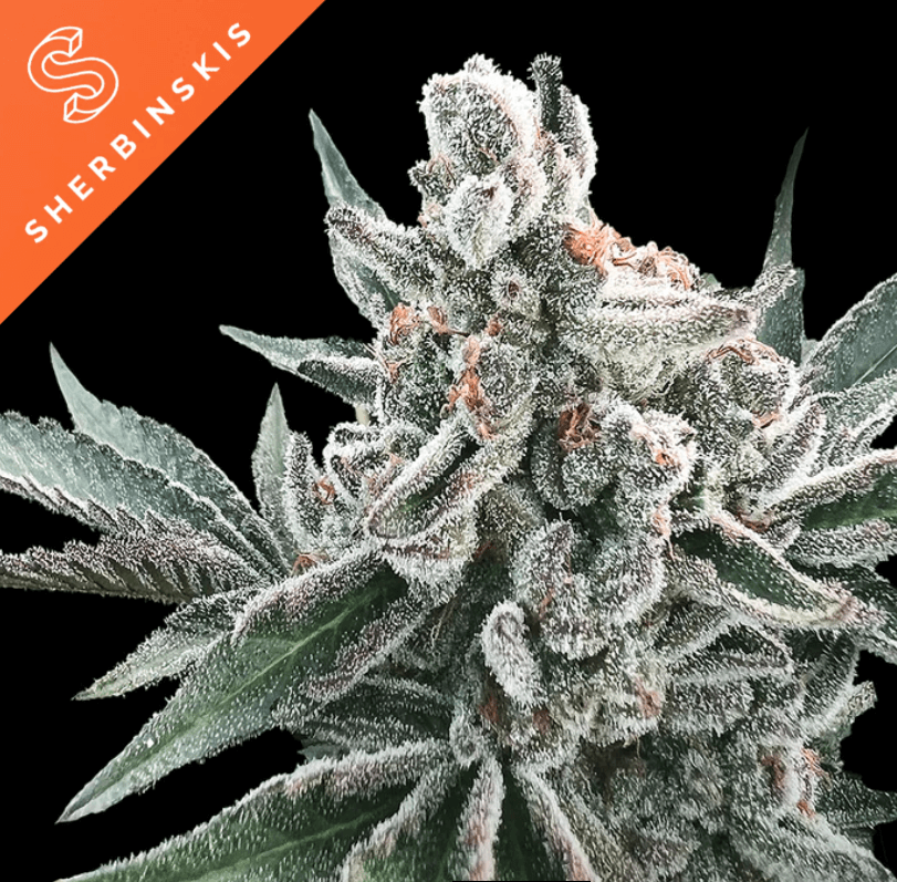 An image of Polar Gelato Auto
