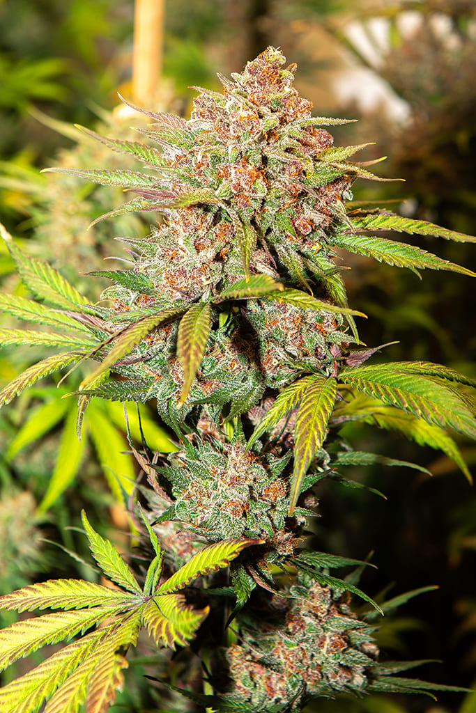 An image of Cherry Banana Auto
