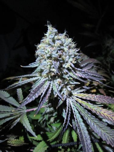 An image of Aliens On Moonshine