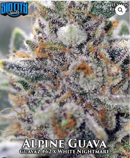 An image of Alpine Guava
