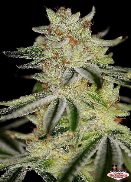 An image of Blue Power F2