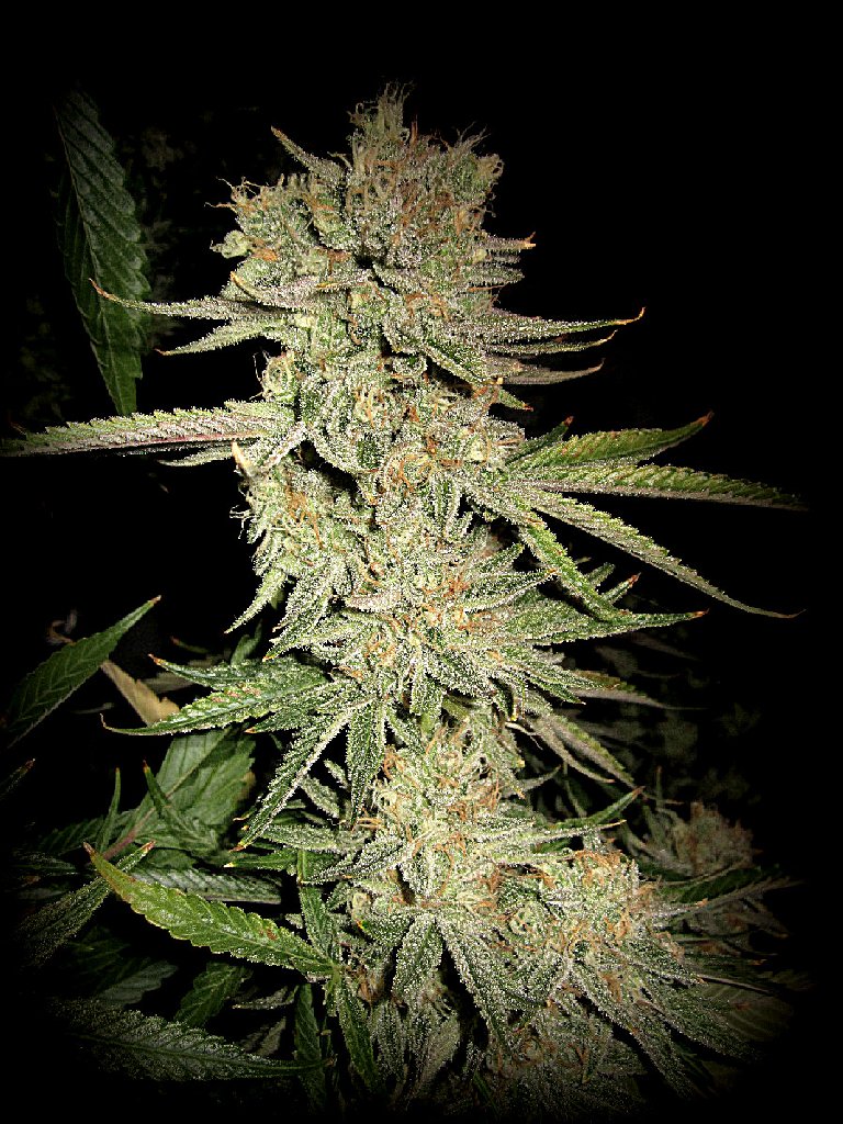 An image of Dream N Sour