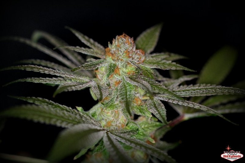 An image of Las Vegas Bubba Kush