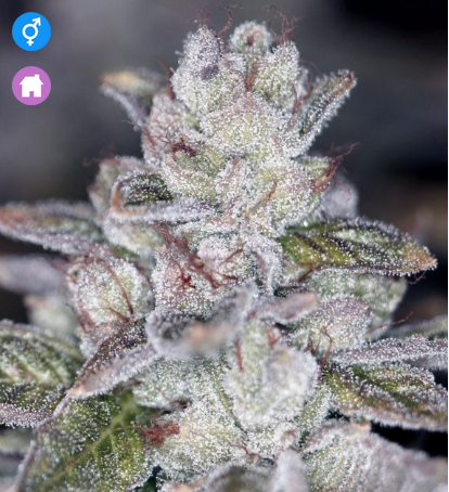 An image of Las Vegas Sour Bubba
