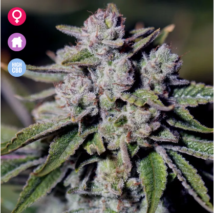 An image of Medical Glue