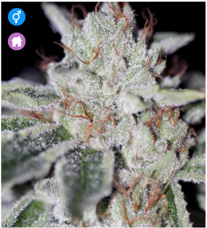 An image of Naked City Kush