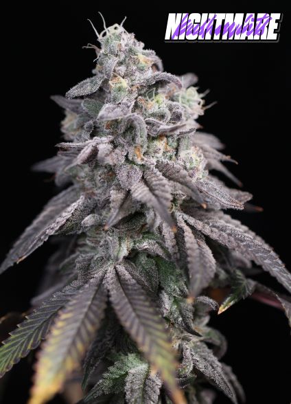 An image of Nightmare Kushmints