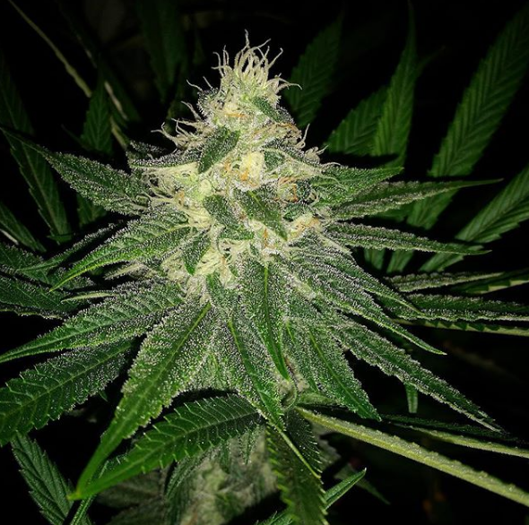 An image of Over The Moon Kush