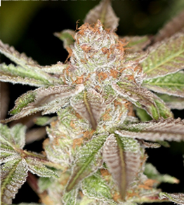 An image of PowerPurps