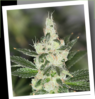 An image of Power Diesel