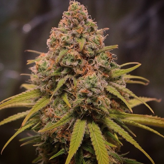 An image of Sequoia Strawberry