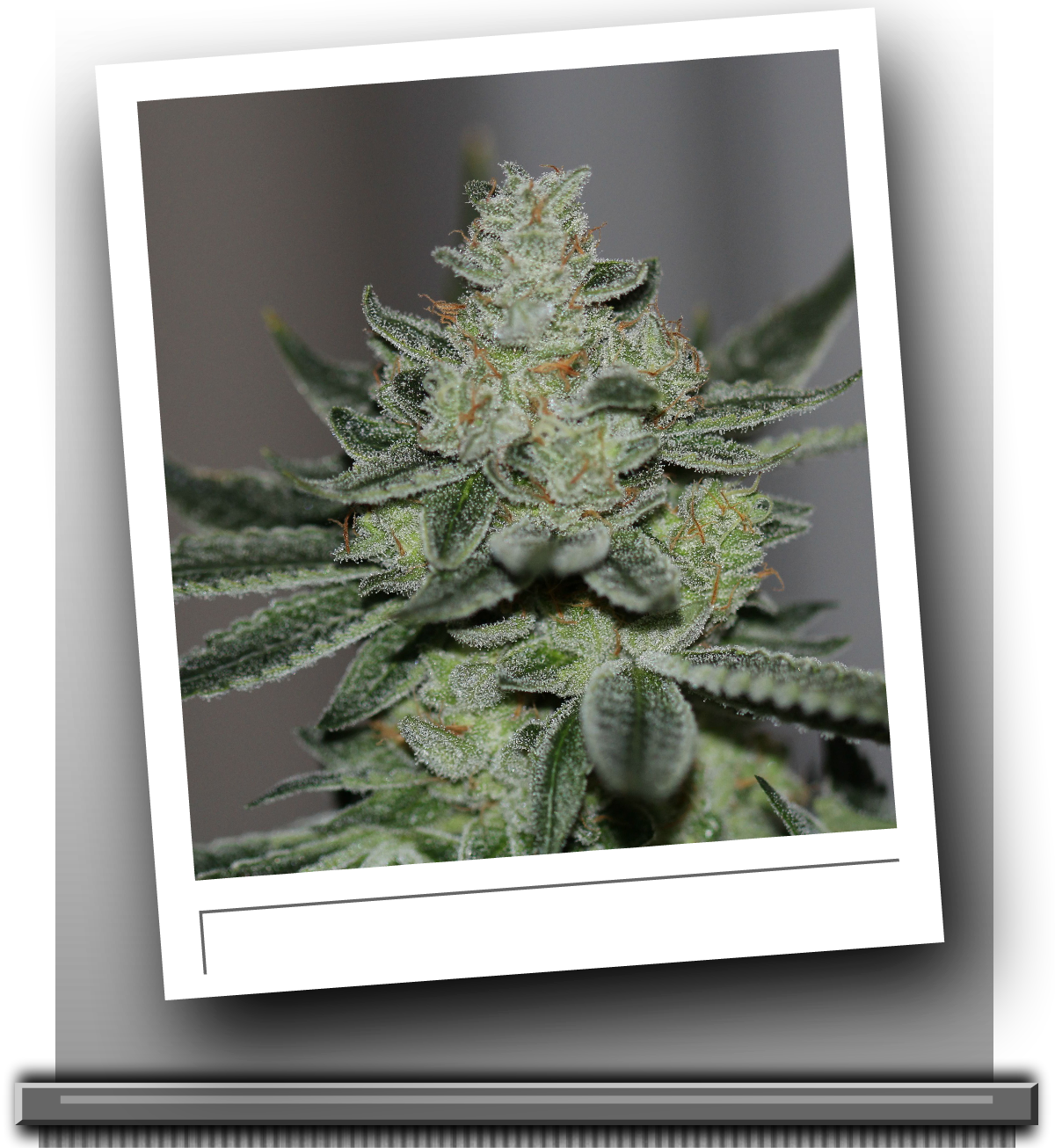 An image of Sin's OG